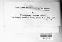 Tricholoma album image